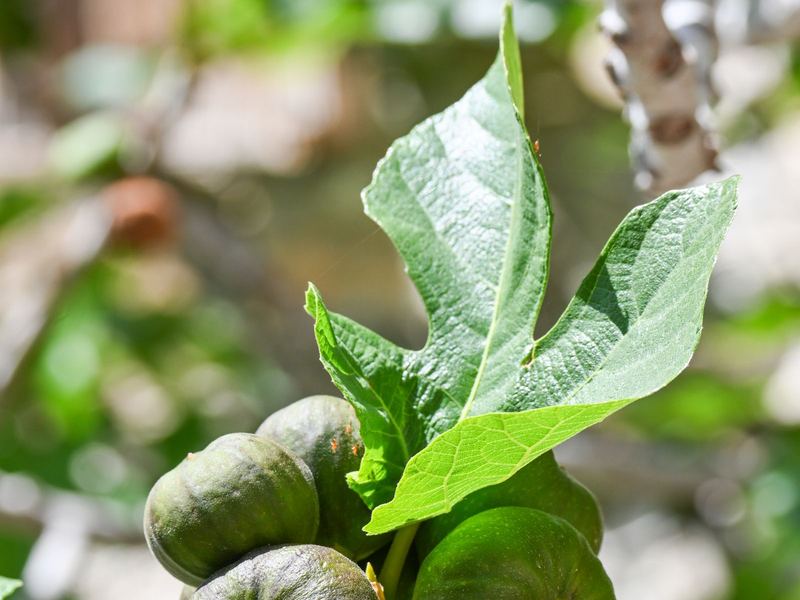 Figs growing on a fig branch in summer sun