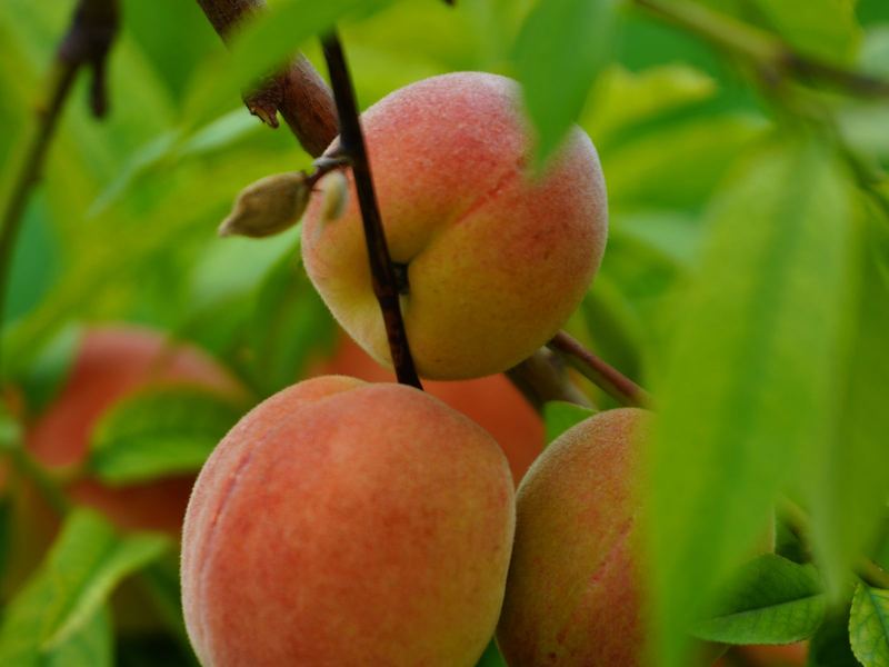 Ripe peaches hanging on a branch