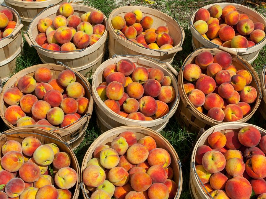 Wooden baskets overflowing with fresh peaches