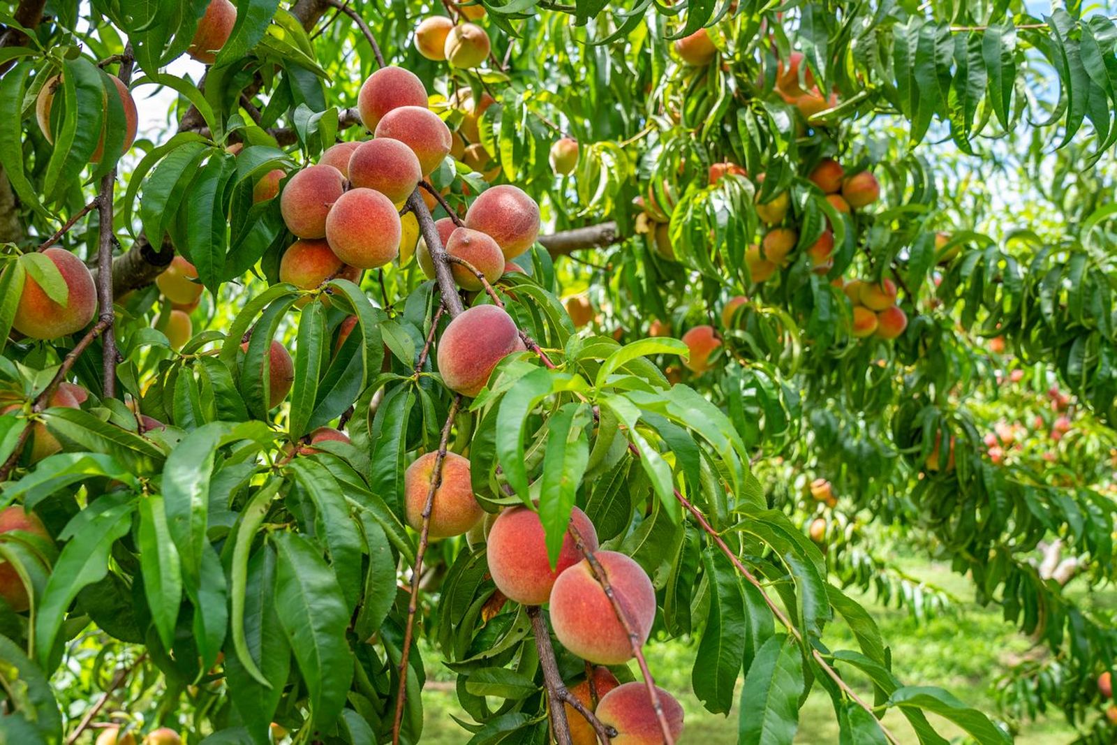 Peaches hanging from branches in a North Carolina orchard