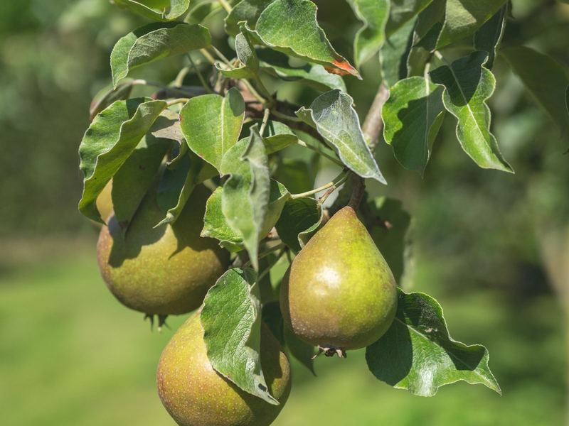 Ripe pears on a tree in a sunny orchard