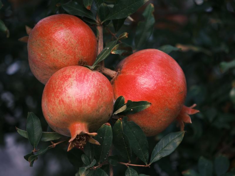 Red pomegranates hanging on the branch